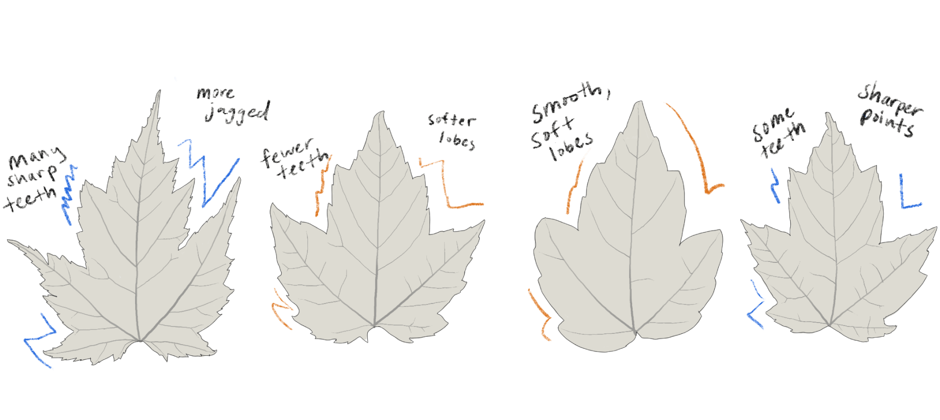 Why do trees have differently shaped leaves? - Washington Post