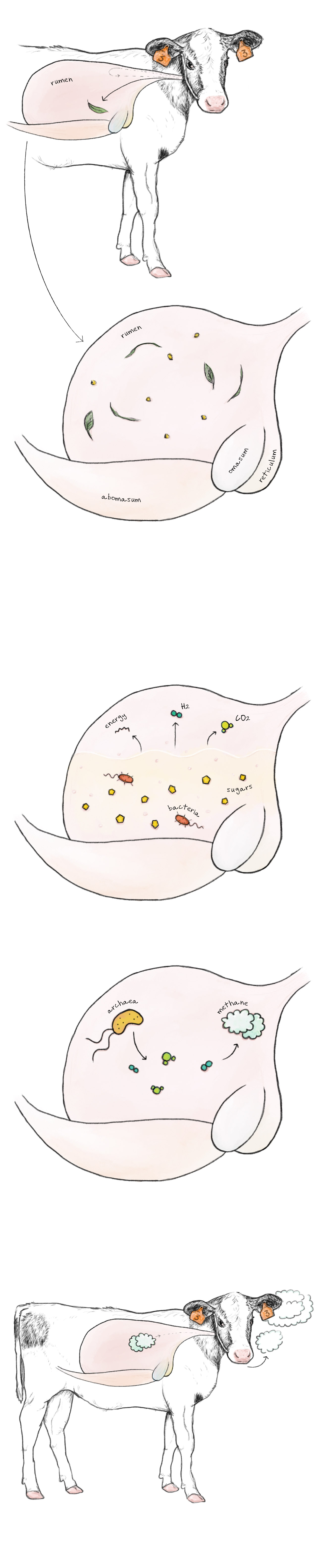 Cow Rumenectomy Gene editors are modifying cow guts to stop their planet-warming burps ...
