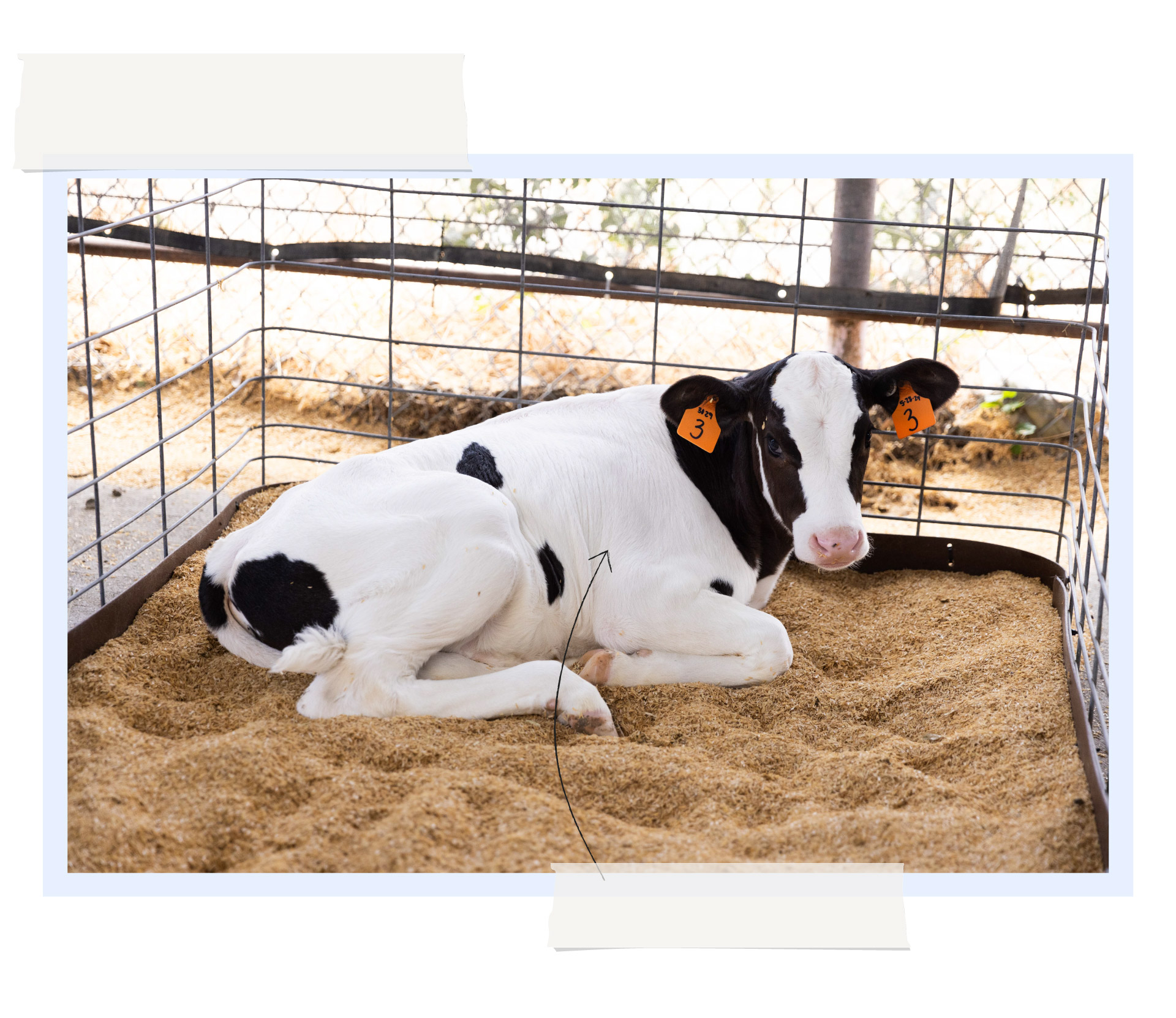 Why scientists are trying to reengineer the cow’s stomach (washingtonpost.com)