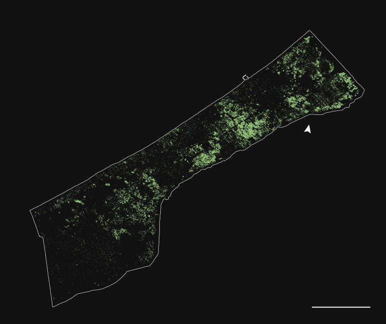 fullmap trees ll