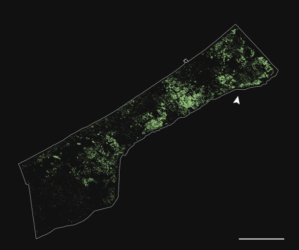 fullmap trees ll