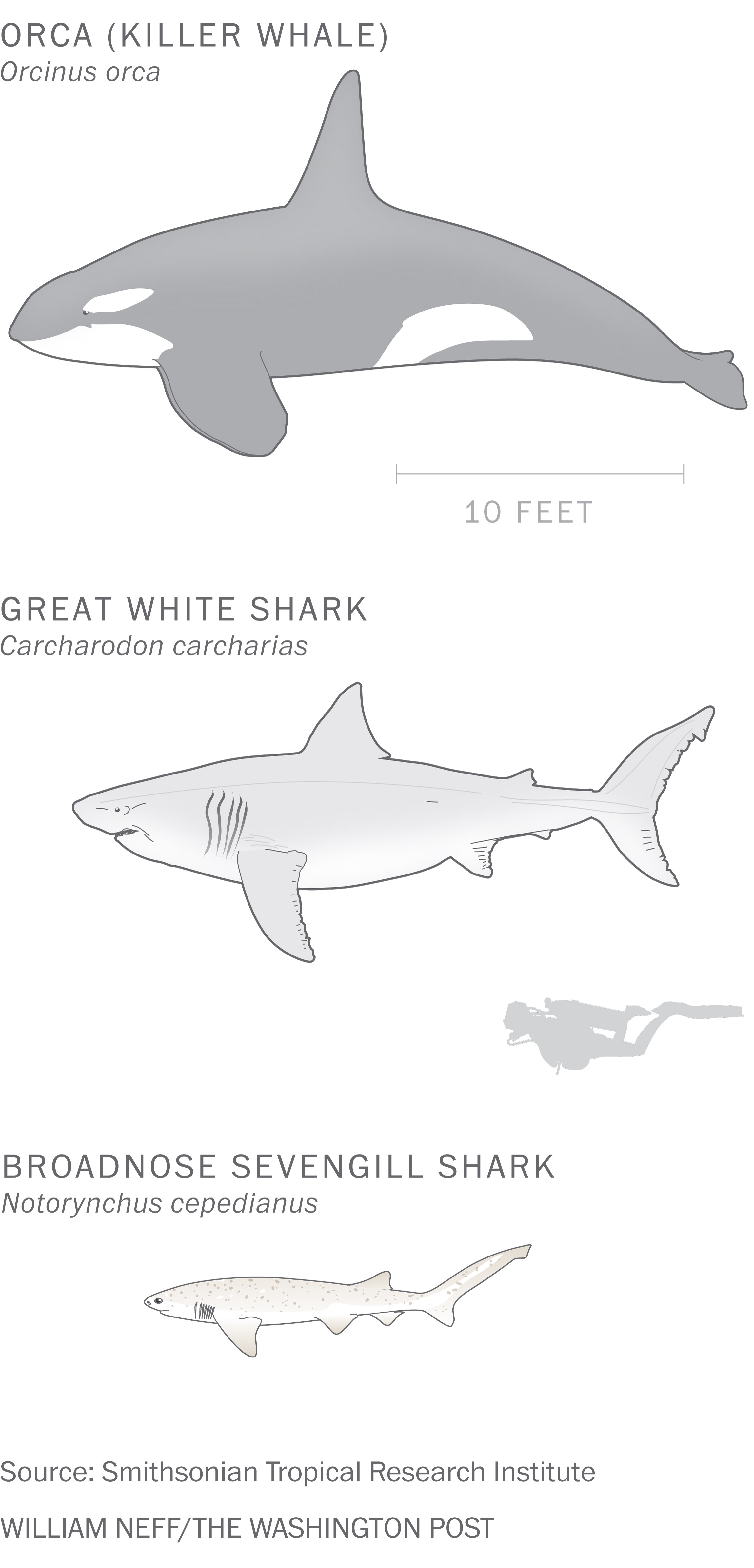 Two killer whales are slaughtering great white sharks by eating their  livers - The Washington Post, image size:2300x4782